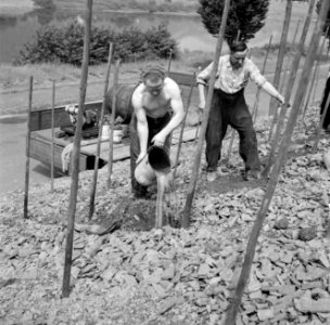 Aanleggen van een wijngaard bij Brodenbach, Bestanddeelnr 254-3847