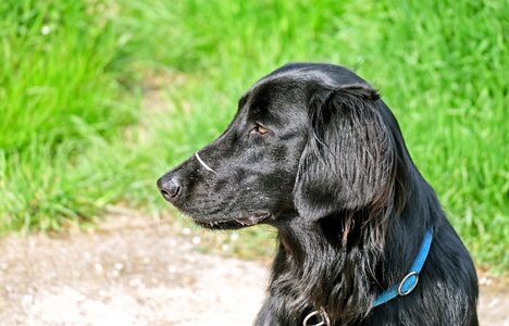 Black flat coated retriever nature photo