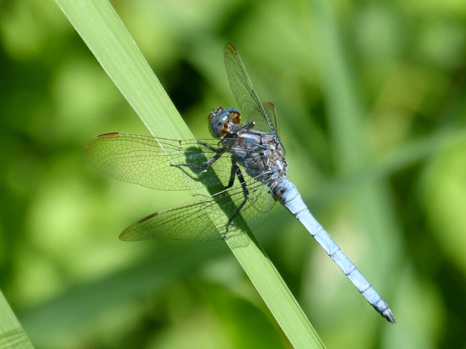 Orthetrum coerulescens greenery wetland