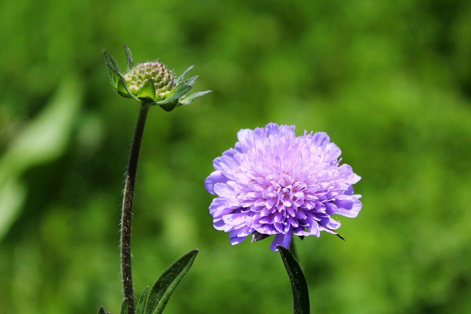 Scabiosa blossom bloom