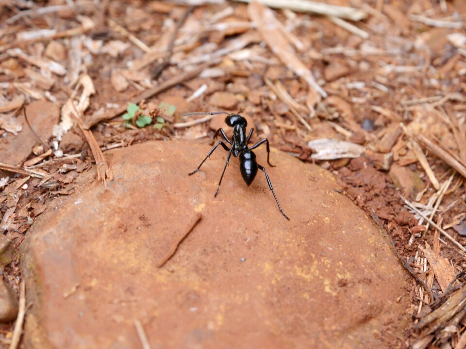 Black ant big ant iguazu fauna