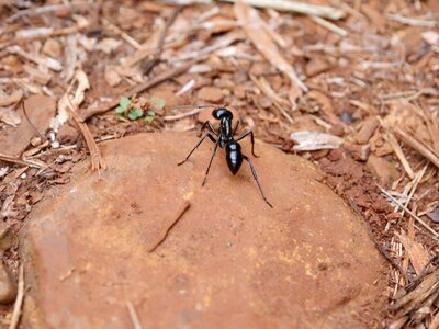 Black ant big ant iguazu fauna photo