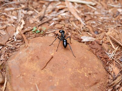 Black ant big ant iguazu fauna