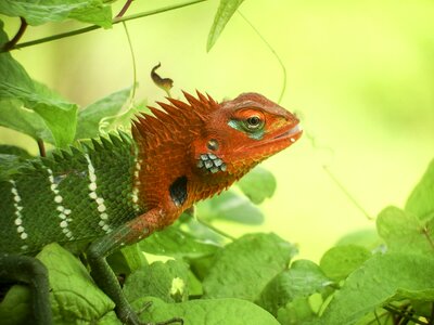 Animals island rainforest