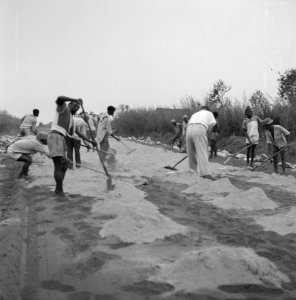 Aanleg wegen, arbeiders, ossen, Bestanddeelnr 250-8549