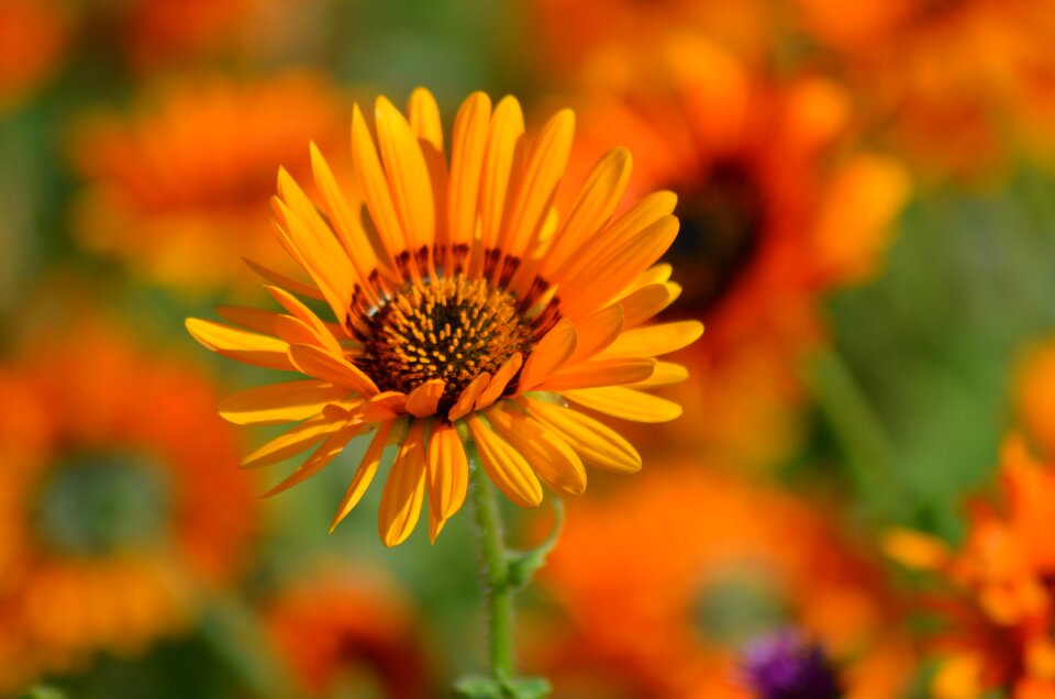 Summer flowers orange blossom petals