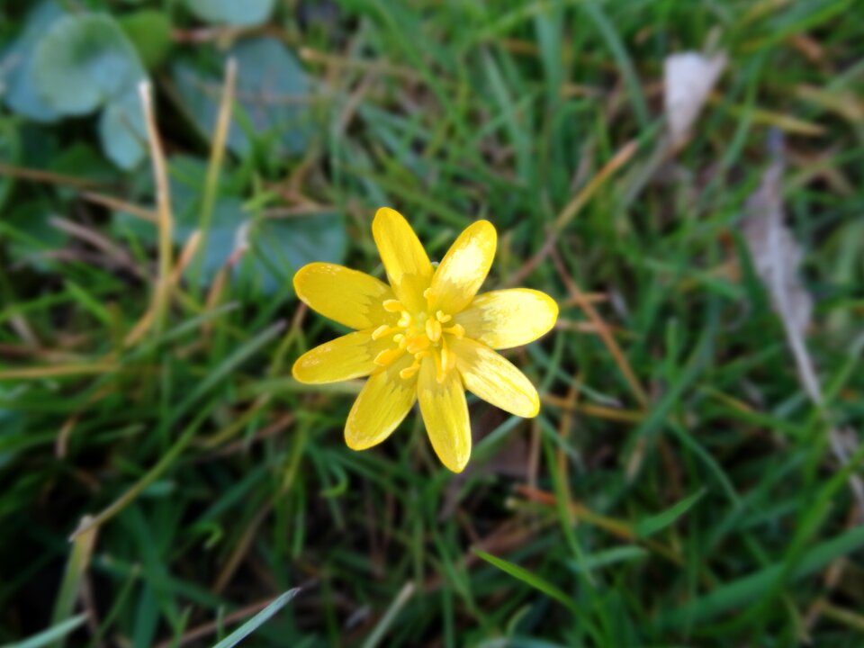 Nature bloom yellow
