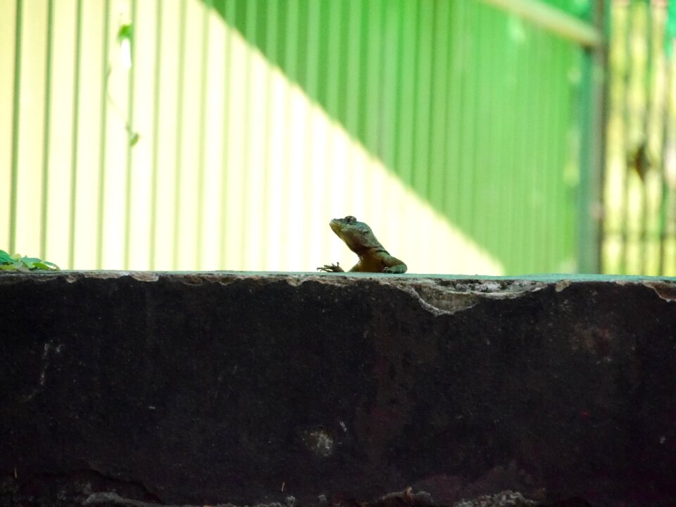 Argentina argentinian fauna chilling
