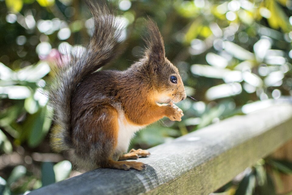 Park feeding rodent