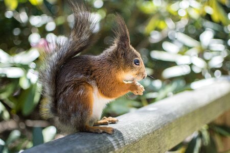 Park feeding rodent photo