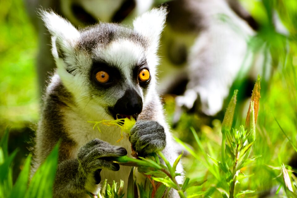 Monkey ring tailed lemur eats