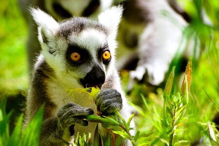 Monkey ring tailed lemur eats