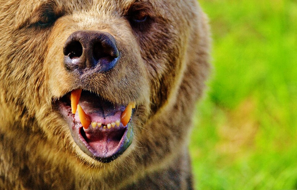 Dangerous animal world fur