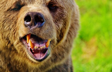 Dangerous animal world fur