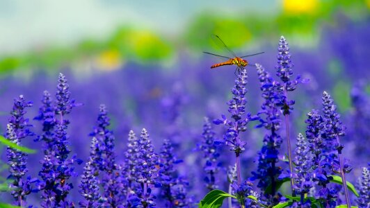 Insect macro closeup