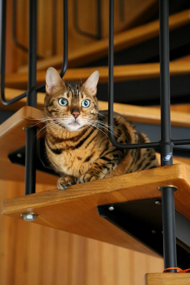 Eyes pet ladder