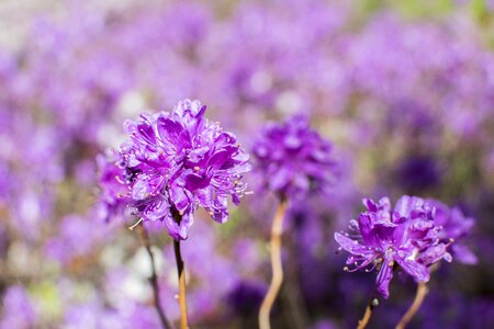 Nature purple flower purple flowers