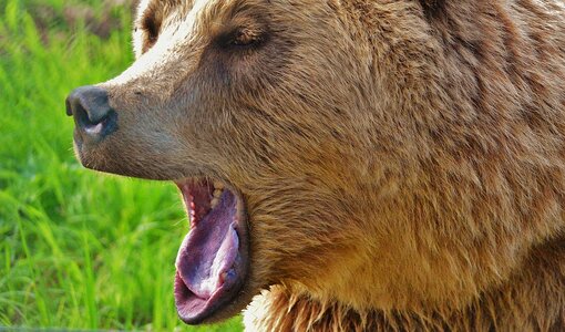 Dangerous animal world fur