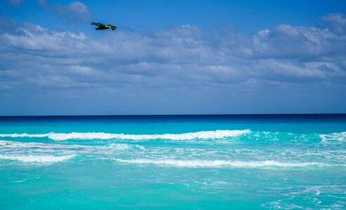 Bird flying coastline