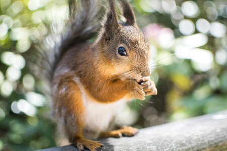 Park feeding rodent