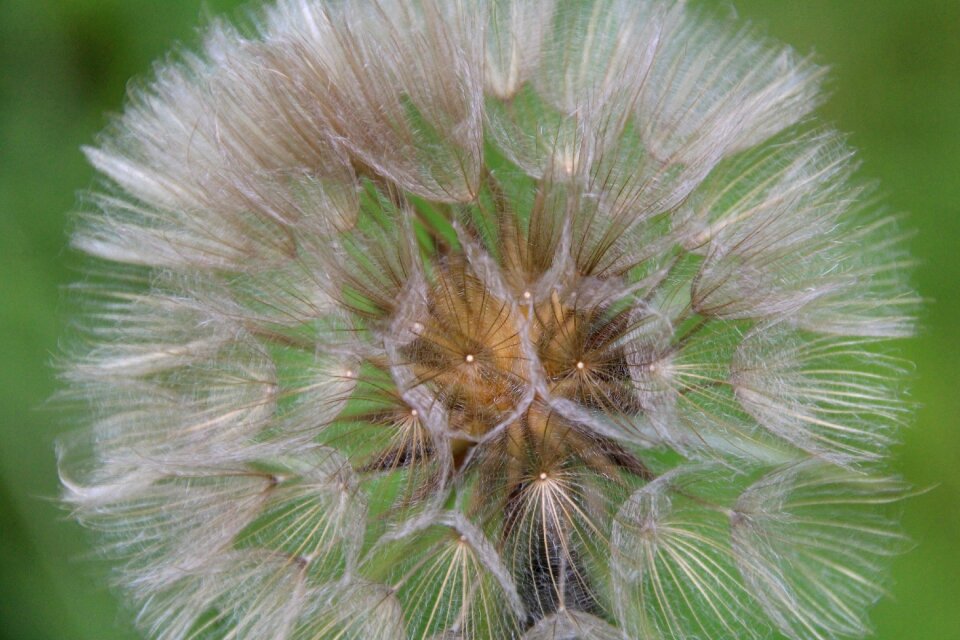 Screens plant flying seeds