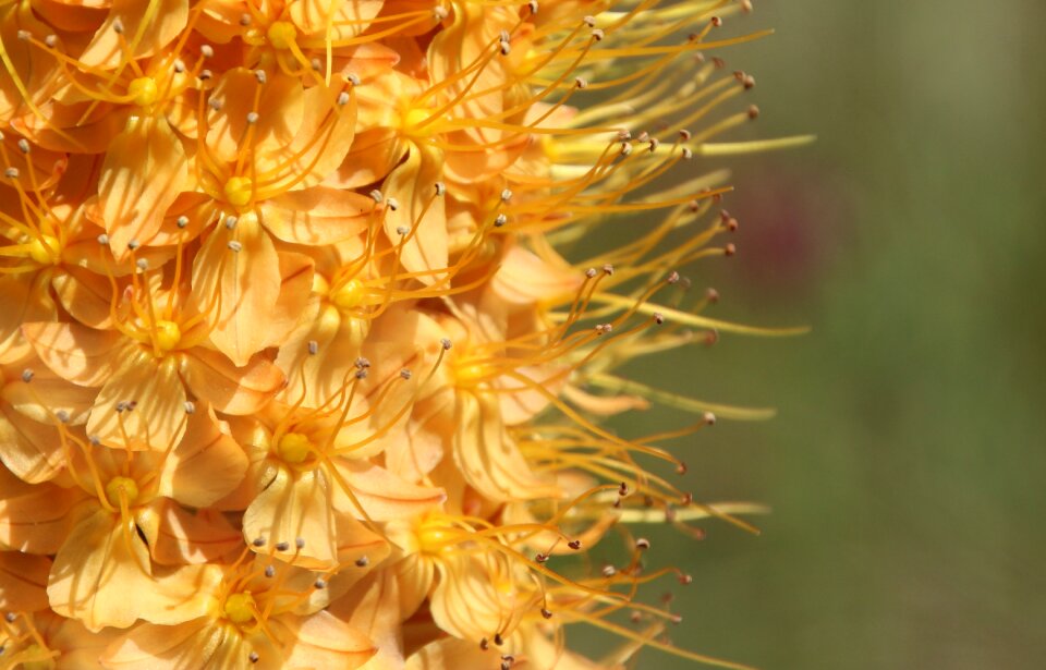 Yellow flower blossom bloom