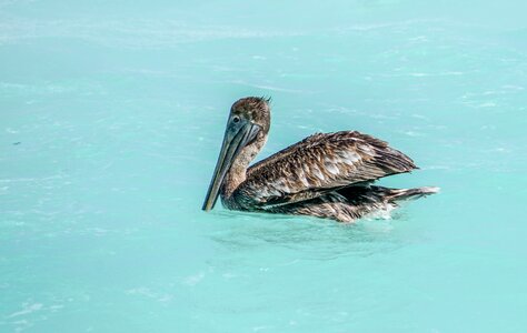 Bird floating coastline photo