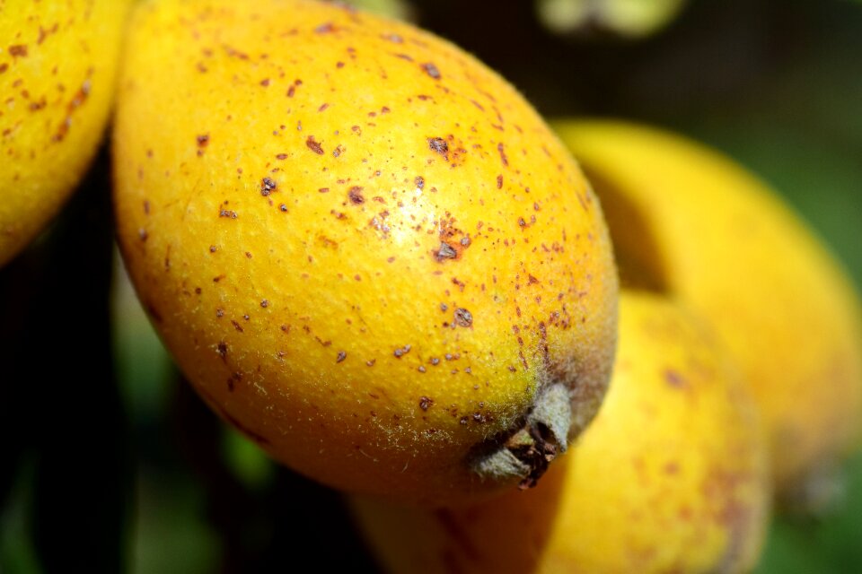 Fruit mediterranean yellow