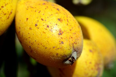 Fruit mediterranean yellow