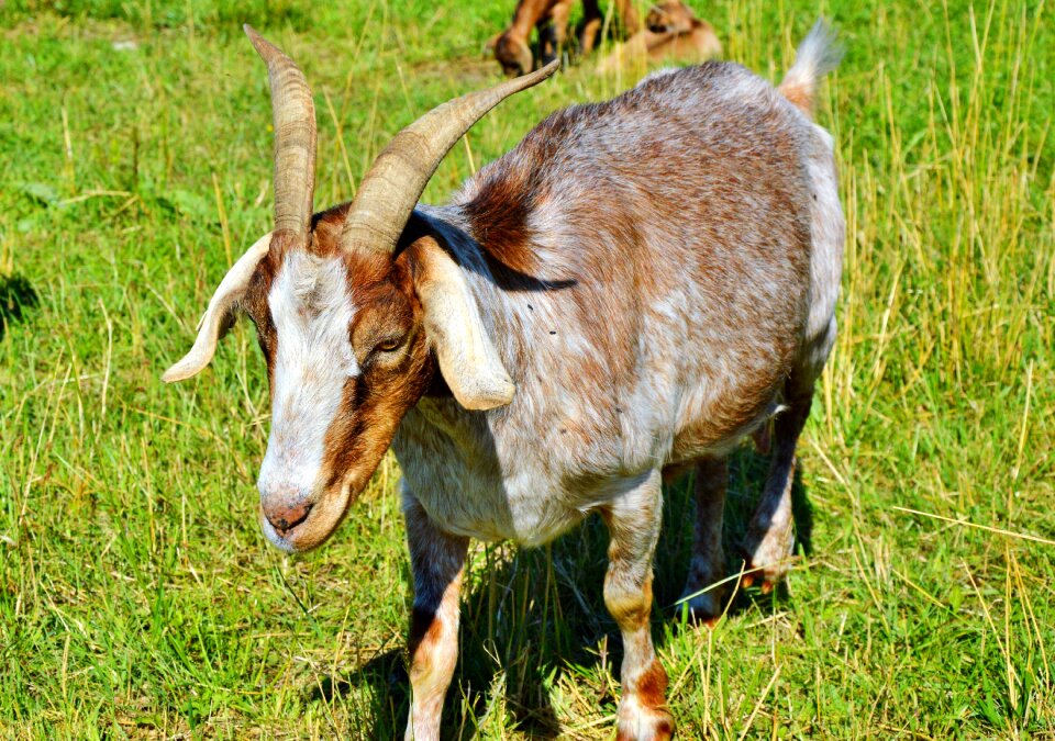 Goat buck livestock animal