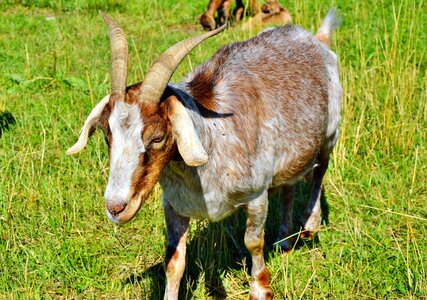 Goat buck livestock animal photo