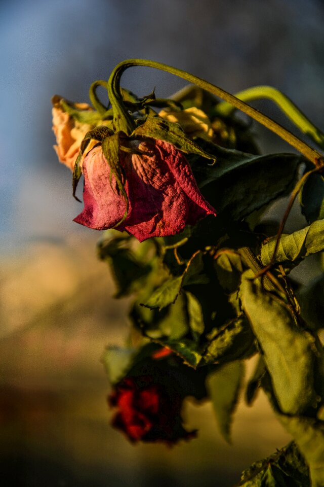 Old flower nature