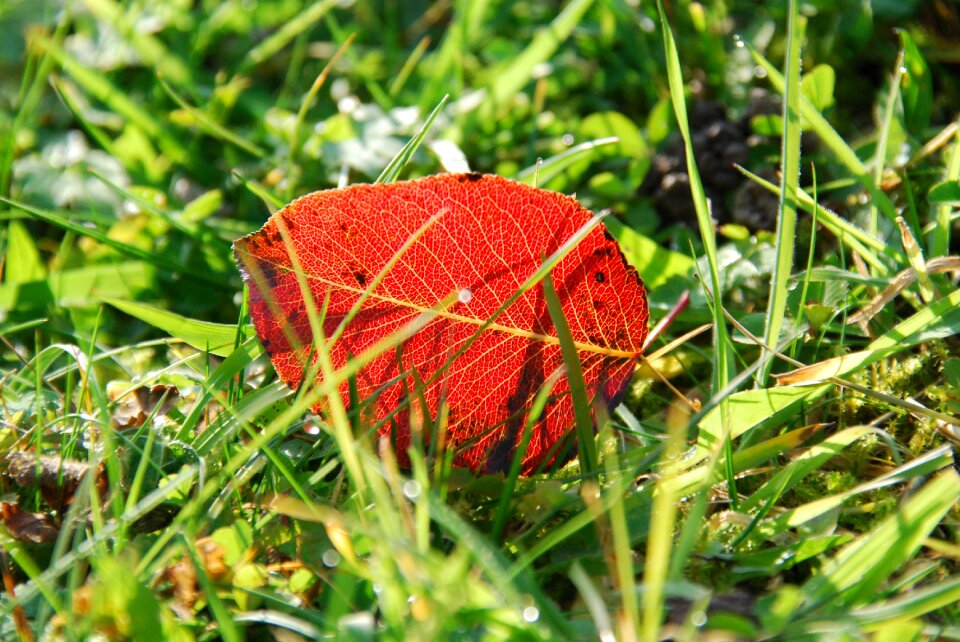 Green nature meadow