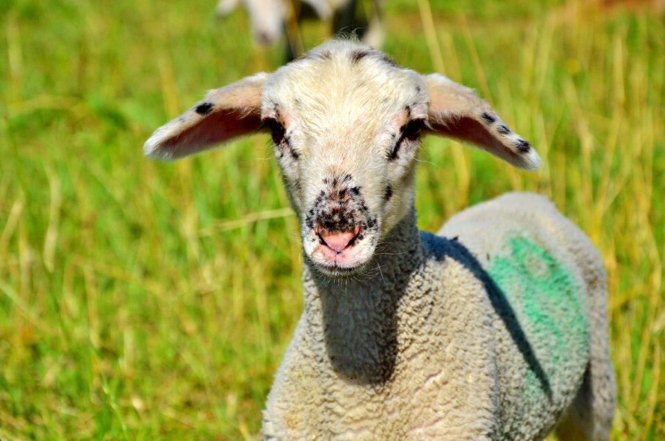 Flock of sheep wool pasture