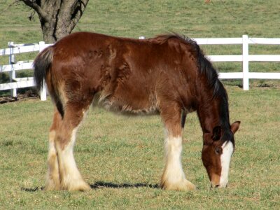 Young grazing pasture