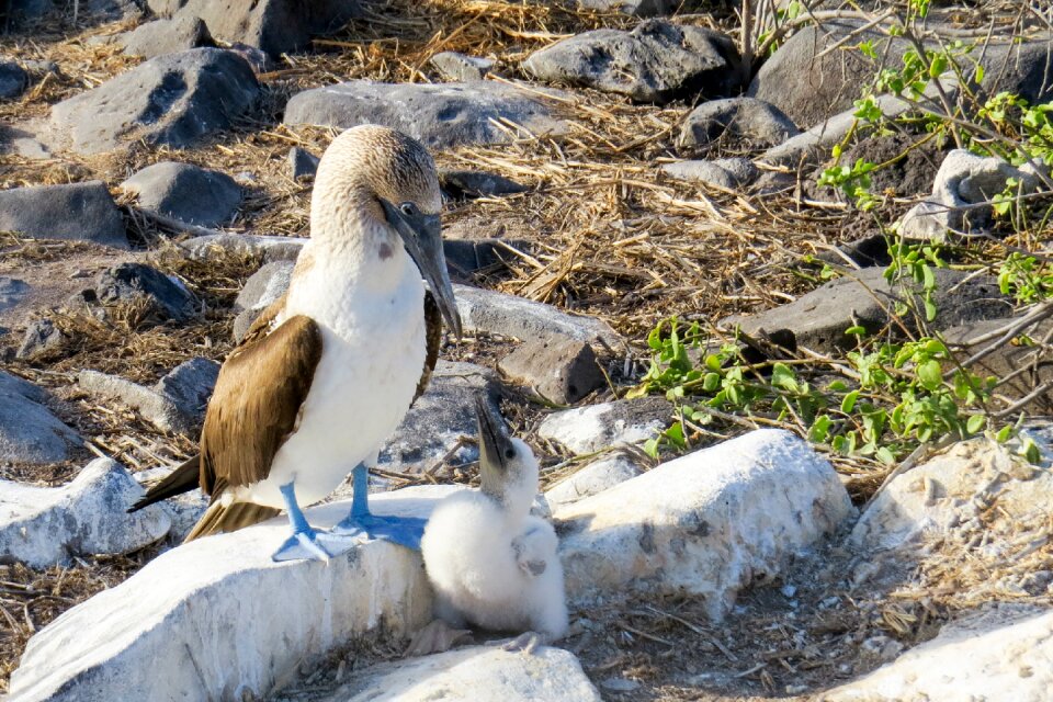 Wildlife galapagos galapagos islands photo