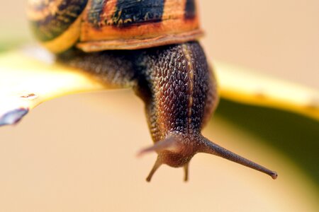 Nature reptile spiral