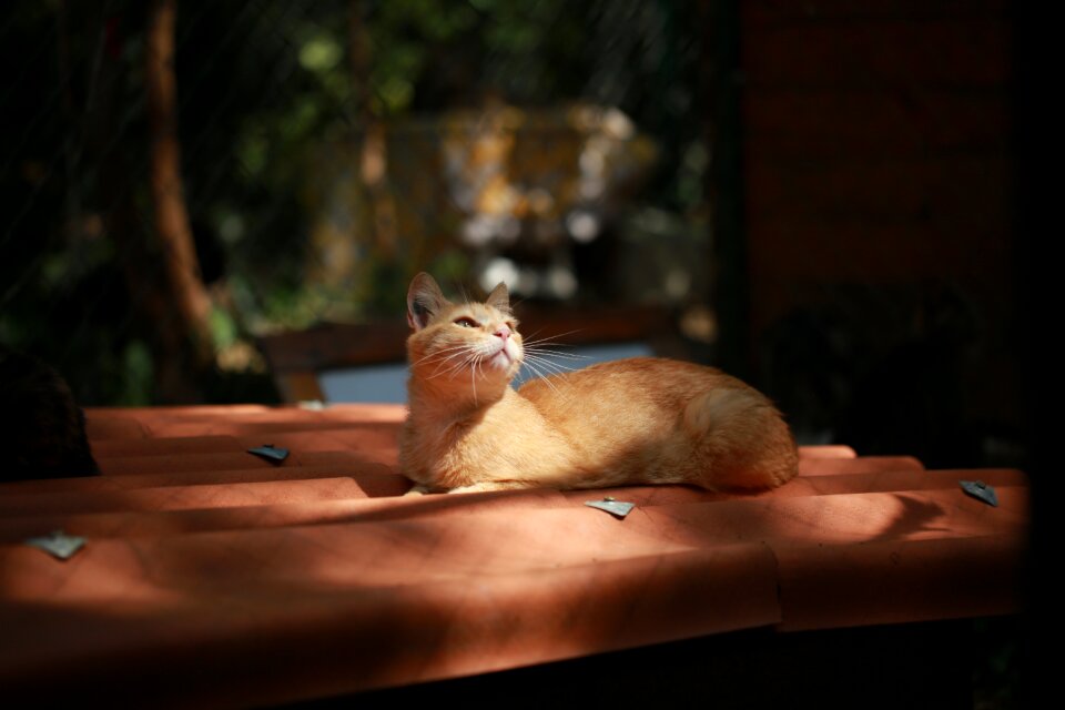 Feline animal domestic animal