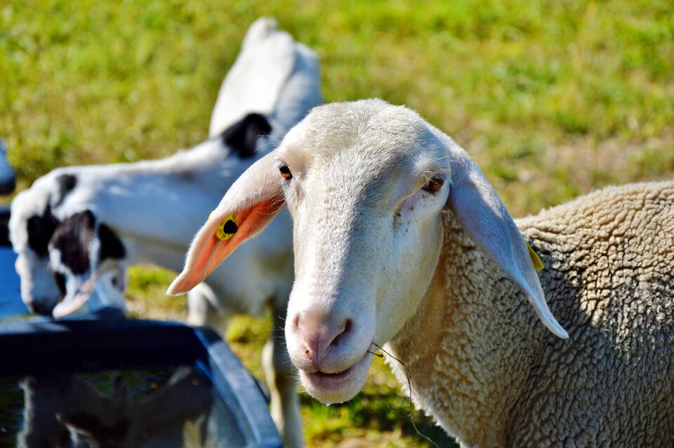 Flock of sheep wool pasture