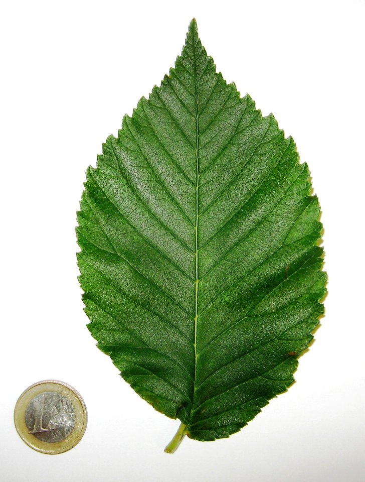AB Ulmus Cathedral leaf