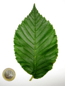 AB Ulmus Cathedral leaf