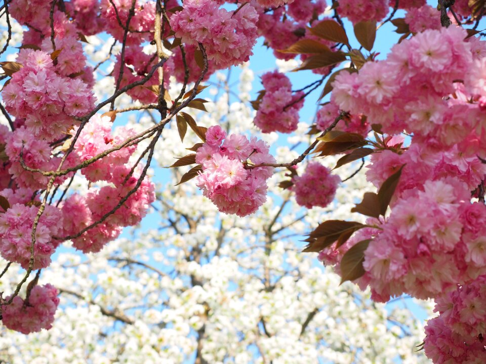 Spring blossom bloom