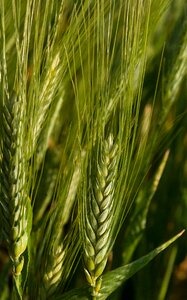 Spikes cereals wheat fields photo