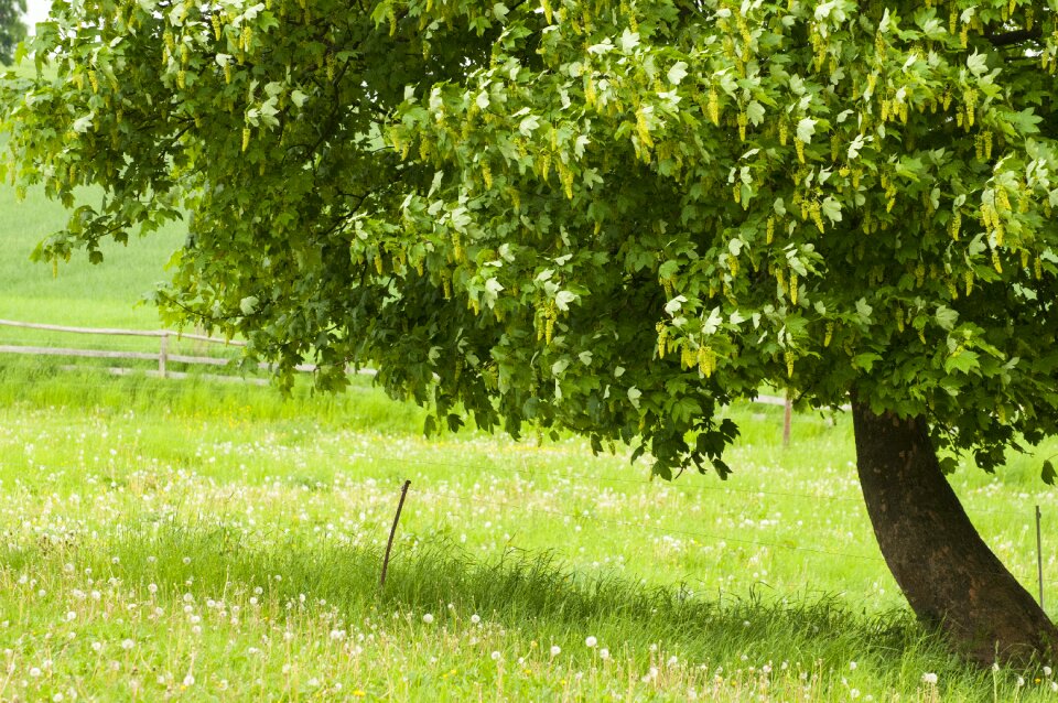 Maple tree nature landscape
