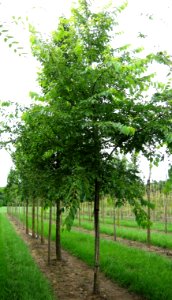 AB Ulmus Cathedral