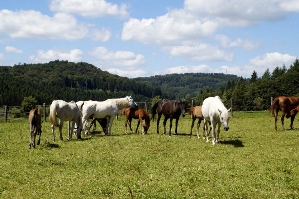 Breeding mold horse breed
