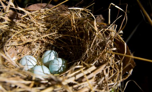 Abandoned Nest (178990377) photo