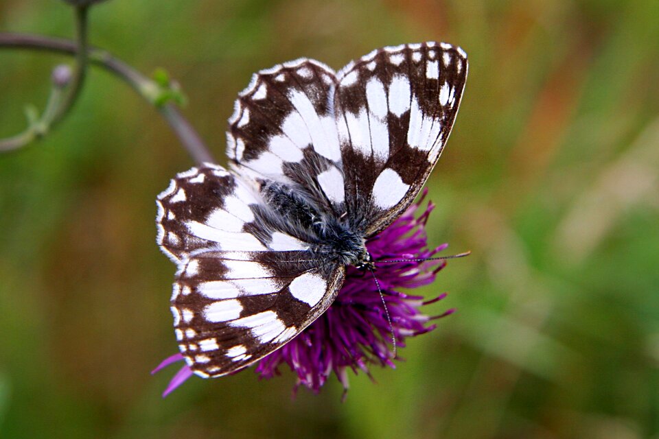 Meadow wings butterfly wings