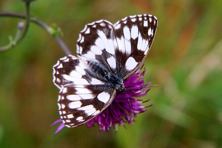 Meadow wings butterfly wings