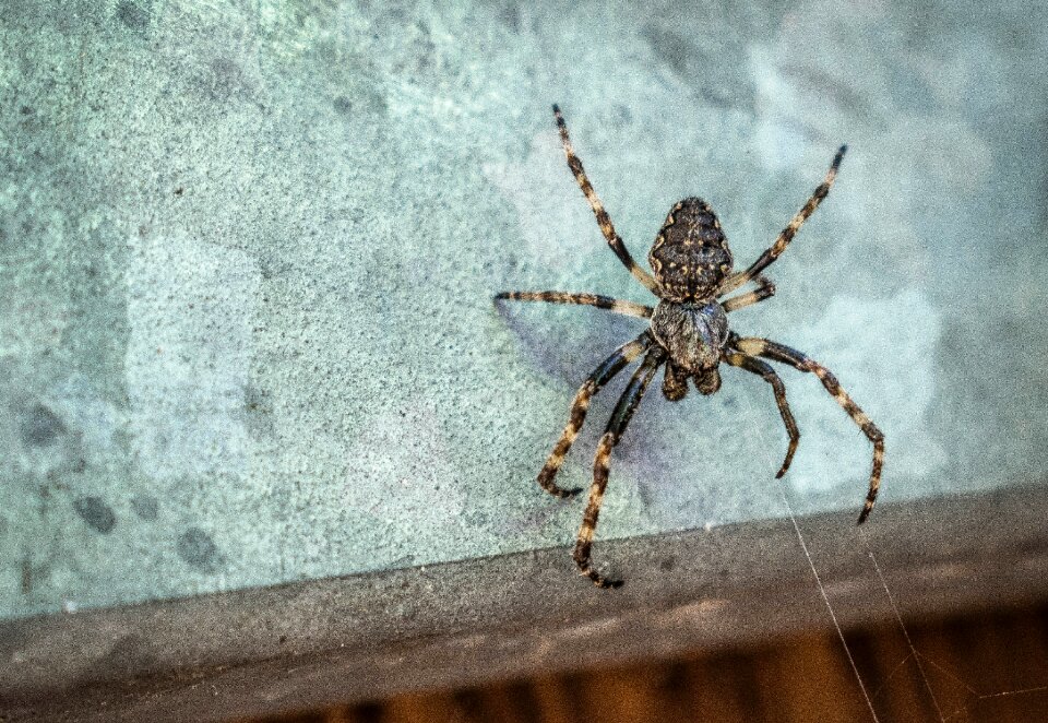 Pattern nature spider